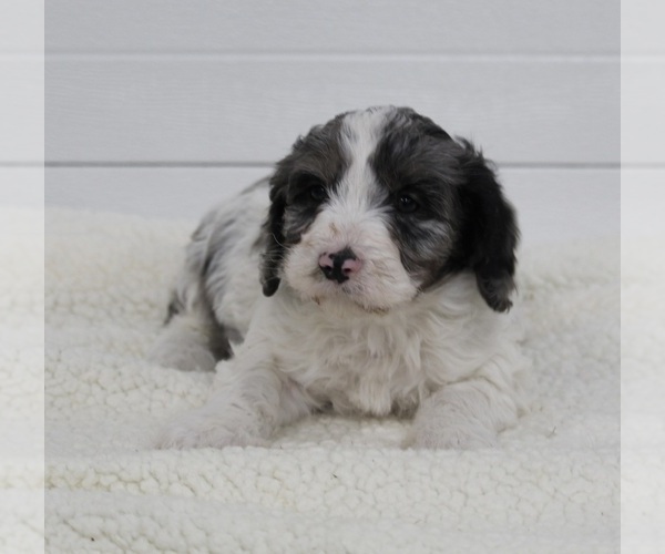 Medium Photo #3 Cavapoo Puppy For Sale in FREDERICKSBURG, OH, USA