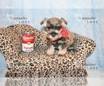 Small Photo #1 Schnauzer (Miniature) Puppy For Sale in SANGER, TX, USA
