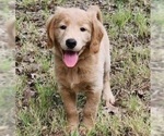 Small #1 Goldendoodle