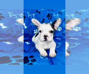 French Bulldog Puppy for sale in MCKINNEY, TX, USA