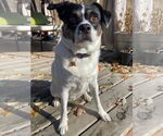 Small #5 Mutt
