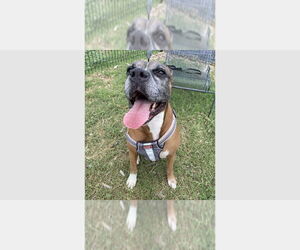 Boxer Dogs for adoption in Austin, TX, USA