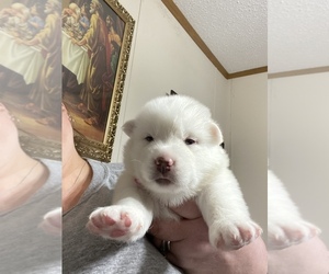 Siberian Husky Puppy for sale in SUMMERVILLE, SC, USA