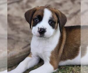 Boxer-Saint Bernard Mix Dogs for adoption in San Diego, CA, USA