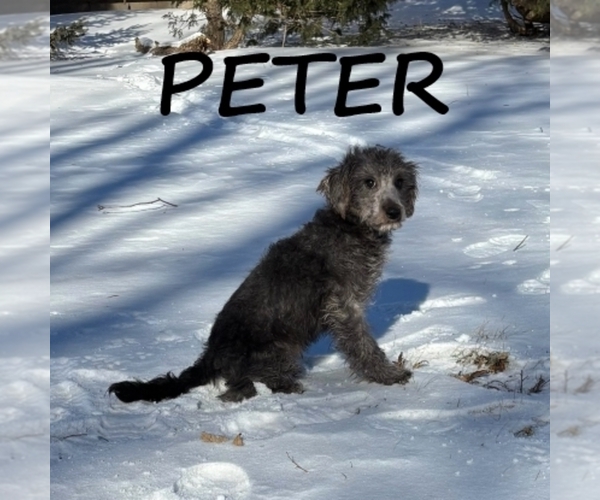 Medium Photo #3 Schnoodle (Miniature) Puppy For Sale in HARTLAND, MN, USA