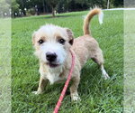 Small #2 Border Terrier