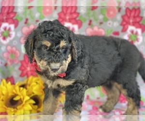 Bernedoodle Puppy for sale in LANCASTER, PA, USA