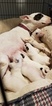 Small Photo #32 Bull Terrier Puppy For Sale in JACKSON, MI, USA