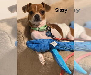 Chihuahua Dogs for adoption in Springdale, PA, USA