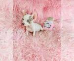 Small #30 Chihuahua