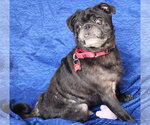 Small #1 Pug