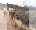 Small #3 American Pit Bull Terrier Mix