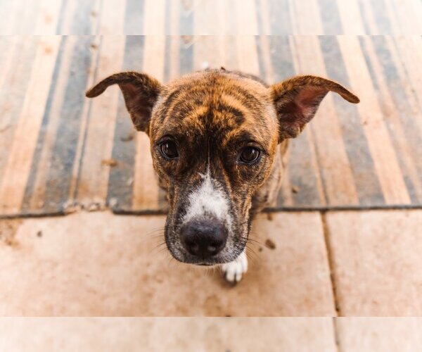 Medium Photo #4 American Pit Bull Terrier-Unknown Mix Puppy For Sale in OKLAHOMA CITY, OK, USA