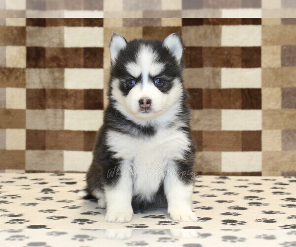 Medium Photo #3 Pomsky Puppy For Sale in DENVER, PA, USA
