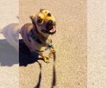Small #6 Labrador Retriever Mix