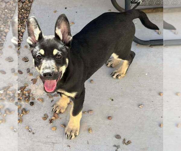 Medium Photo #3 German Shepherd Dog-Unknown Mix Puppy For Sale in Imlay City, MI, USA