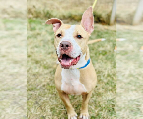 Medium Photo #4 Mutt Puppy For Sale in Manahawkin, NJ, USA