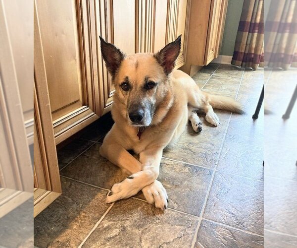 Medium Photo #3 German Shepherd Dog-Unknown Mix Puppy For Sale in Caldwell, NJ, USA