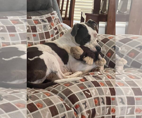 Medium Photo #2 American Pit Bull Terrier Puppy For Sale in Denton, TX, USA