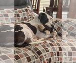 Small #1 American Pit Bull Terrier