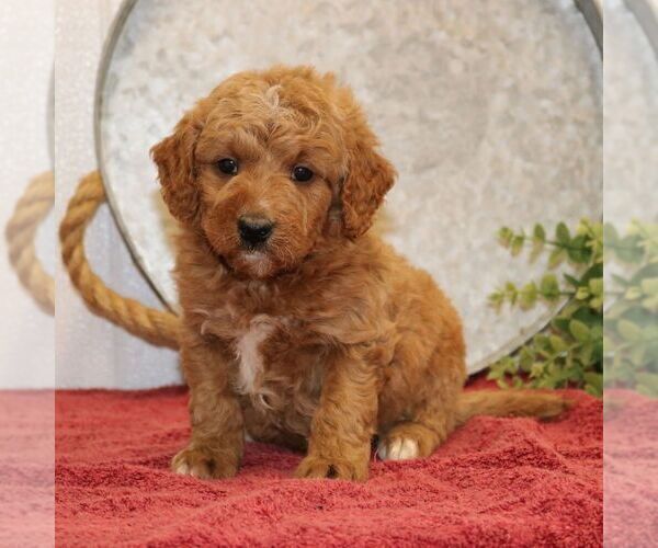 Medium Photo #1 Goldendoodle (Miniature) Puppy For Sale in EPHRATA, PA, USA