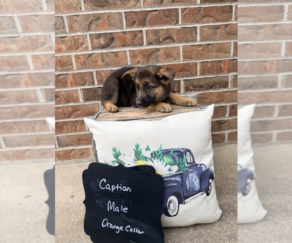 Medium Photo #11 German Shepherd Dog Puppy For Sale in MAYSVILLE, MO, USA