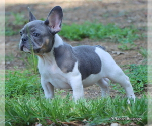 French Bulldog Puppy for Sale in ROYSE CITY, Texas USA