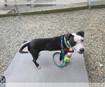 Small #2 American Staffordshire Terrier Mix