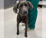 Small #1 Retriever -Weimaraner Mix