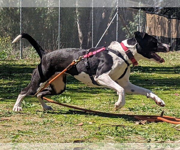 Medium Photo #15 Lab-Pointer Puppy For Sale in San Diego, CA, USA