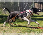 Small Photo #15 Lab-Pointer Puppy For Sale in San Diego, CA, USA