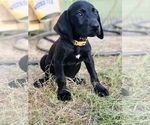 Small Photo #3 Labmaraner-Weimaraner Mix Puppy For Sale in WILDWOOD, FL, USA