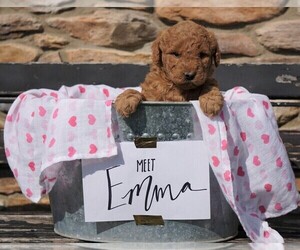 Goldendoodle (Miniature) Puppy for sale in FREDERICKSBG, OH, USA