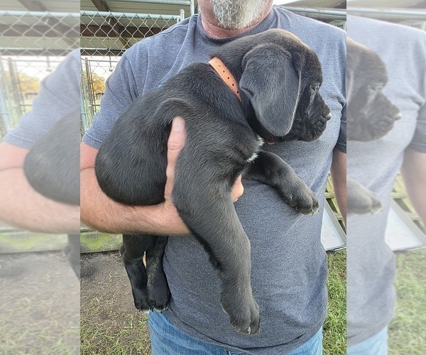 Medium Photo #2 Cane Corso Puppy For Sale in WALTERBORO, SC, USA