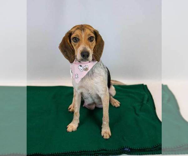 Medium Photo #2 Beagle Puppy For Sale in Kennesaw, GA, USA
