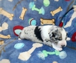 Small Photo #5 Australian Shepherd Puppy For Sale in TERREBONNE, OR, USA