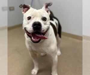 American Bulldog Dogs for adoption in Aurora, CO, USA