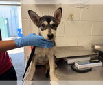 FOXY - Female Gerberian Shepsky Dog for Adoption - Small photo