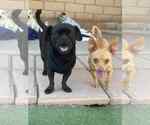 Small #2 Pug Mix