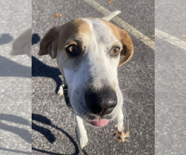 Medium Photo #9 Mutt Puppy For Sale in Rustburg, VA, USA