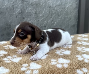 Dachshund Puppy for sale in WEBSTER, FL, USA