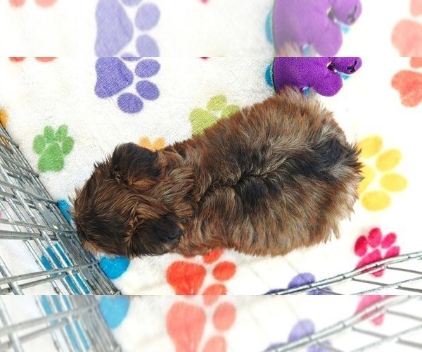 Medium Photo #11 Yorkshire Terrier Puppy For Sale in ORO VALLEY, AZ, USA