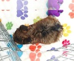 Bruce - Male Yorkshire Terrier Puppy for Sale - Photo #11
