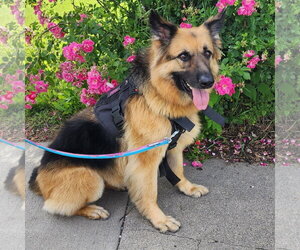Pippi - Female German Shepherd Dog Dog for Adoption - Photo #25
