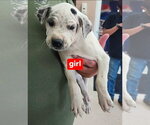 Small #2 American Pit Bull Terrier-American Staffordshire Terrier Mix