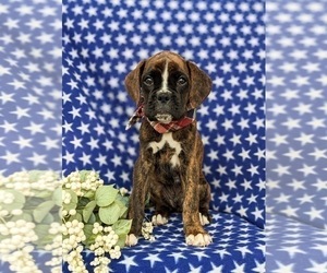 Boxer Puppy for sale in KIRKWOOD, PA, USA