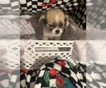 Small #6 Shorkie Tzu