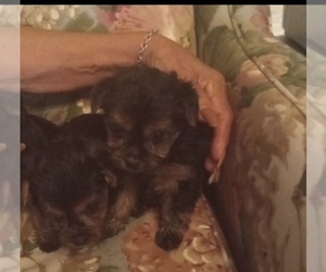 Yorkshire Terrier Puppy for sale in SAN ANTONIO, TX, USA