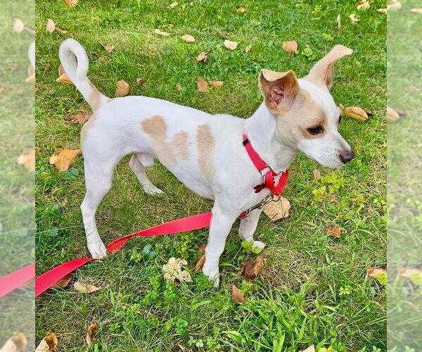 Medium Photo #3 Chihuahua-Unknown Mix Puppy For Sale in Canton, CT, USA