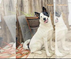 Huskies -Unknown Mix Dogs for adoption in San Antonio, TX, USA